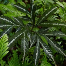 Aroid (Amorphophallus pendulus) - 1 germinated seed