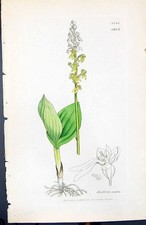 Antique Print Listera Ovata British Plants Botany 1847 Sowerby Smith Colour