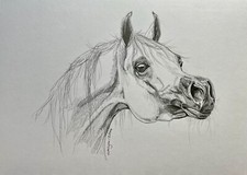 Original Drawing Art Pencil sketch arabian horse portrait 8”x10