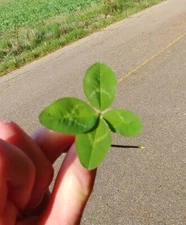 🍀LUCKY REAL Genuine 4 Leaf Clover 🍀Fresh Hand picked In Tennessee RARE! 