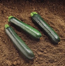 Organic Black Beauty Zucchini Summer Squash, Fresh Seeds for 2026,  Ohio 🇺🇸