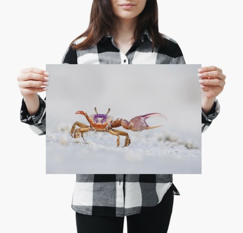 A4| Awesome Funky Crab Poster Size A4 Sea Animal Seaside Poster Gift #14311 - 第 2/3 張圖片