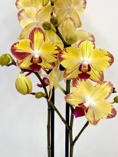 Phalaenopsis Papagayo Orchid - Rare Orchid | Easy Care Houseplant, fully bloom