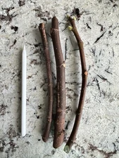 Fig Tree Cutting 3 Yellow Long Neck Healthy, Hardy, 6”+, 3 Buds