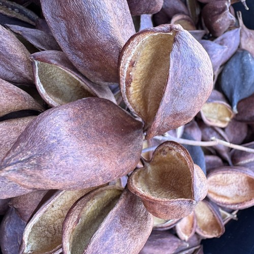 200 - Bottle Tree Pods, Kurrajong, Brachychiton for REPTILES or CRAFTS - 20 Oz