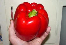 30+ GIANT RED BELL PEPPER SEEDS - SWEET - HEIRLOOM - ORGANIC - NON GMO --- FRESH