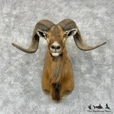 #29569 N | Corsican Ram Taxidermy Shoulder Mount For Sale
