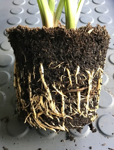 Hosta 'Guacamole' Plantain Lily - Large Hardy Perennial Plant in a 15cm/6in Pot - Picture 4 of 23