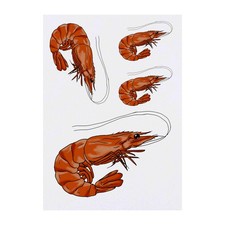 4 x 'Shrimp' Temporary Tattoos / Transfers TO00036027 