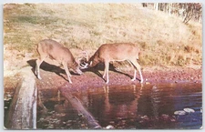 Vintage 1953 Locked Horns Deer Postcard by L.L. Cook Co.