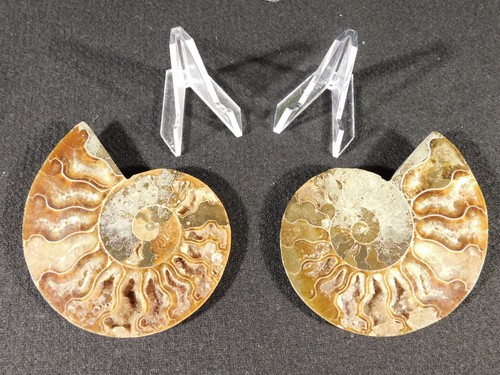 IRIDESCENT! Split and Polished AMMONITE Fossil 100% Natural Madagascar 99.4gr