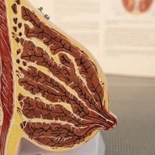 Female Breast Structure Model High Simulation Breast Cross-Section Model