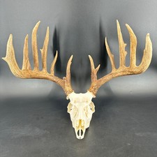 12 Point Deer Skull Antler Rack Real Taxidermy Wall Mount Display Man Cave Decor