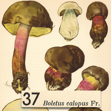 MUSHROOM Fungus Bitter Beech Bolete VTG Lithograph Print Otto Uzak 1951