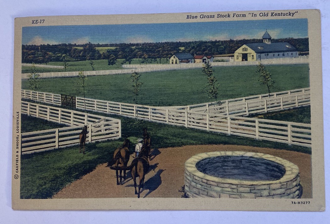 Vintage Postcard c1946 ~ Blue Grass Horse Racing Stock Farm ~ Kentucky KY