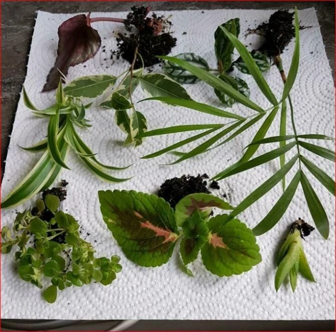Ableger Zimmerpflanzen online kaufen | eBay.de