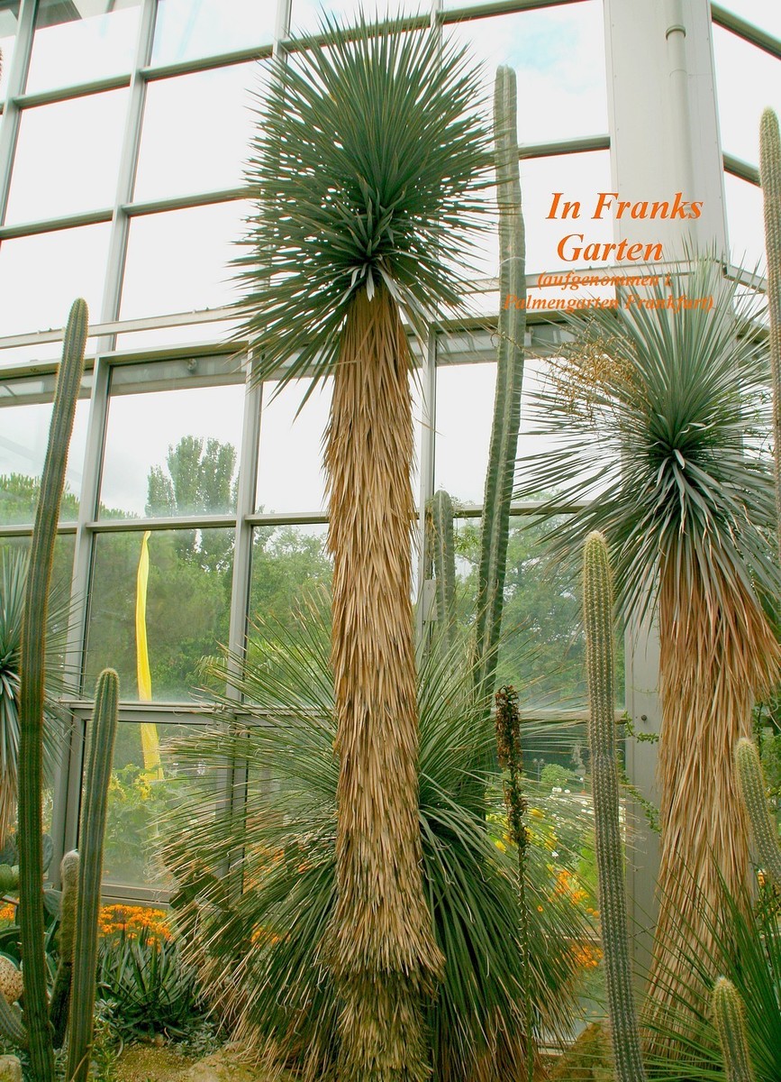 Yucca elata Palmlilie, bildet Stmme, winterhart -15C, Stammyucca, 10  Samen | eBay.de