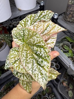 Begonia Variegated Snow Capped | Sale for Plant – Capped' 'Snow