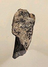 T-Rex Tooth Section ~0.59