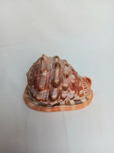 Cypraecassis Rufa Bullmouth Red Helmet Conch Shell Great Sculpture Good Color