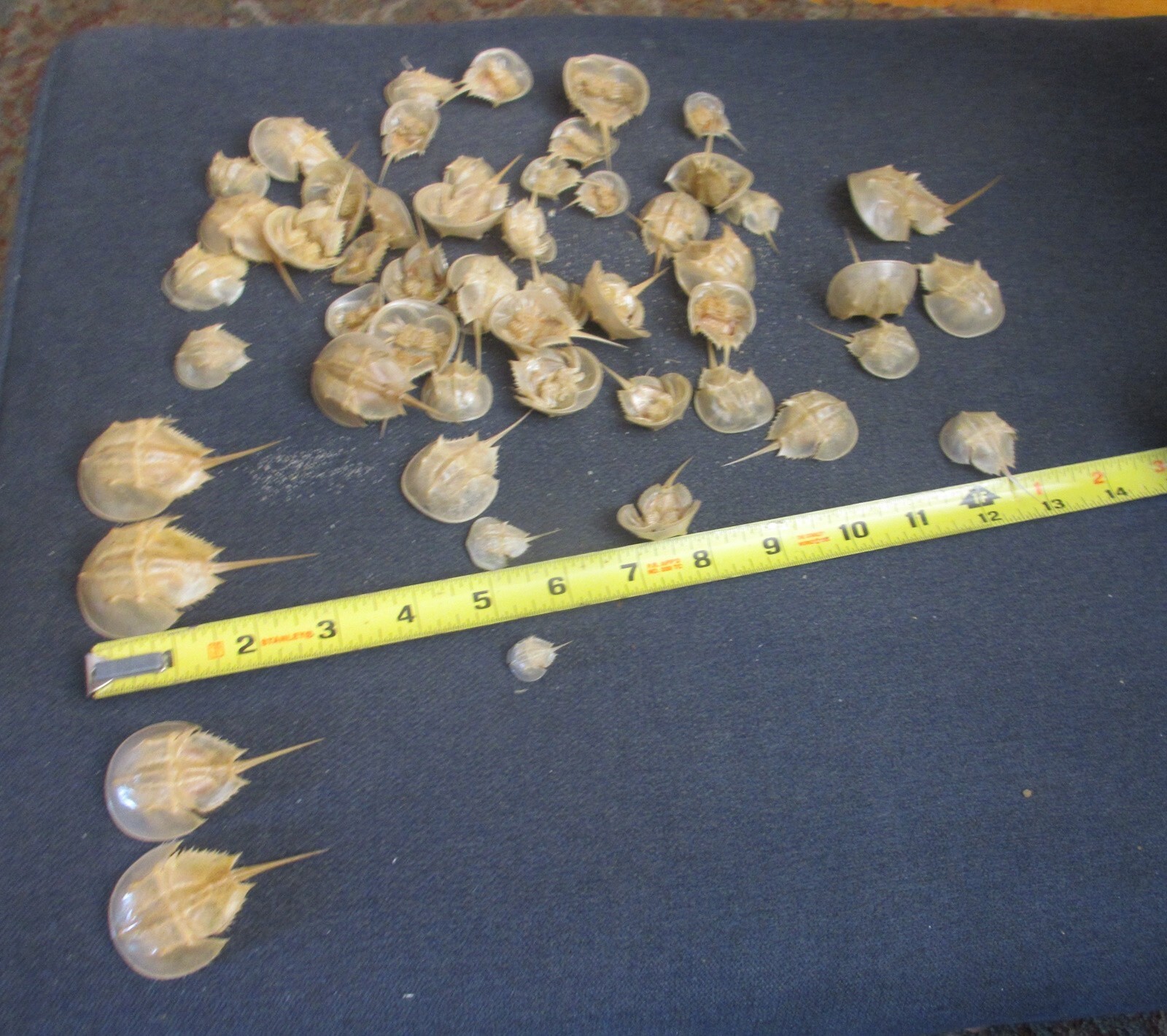 Small Preserved Horseshoe Crab Taxidermy Marine Life Shell - 1" to 3" on average