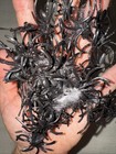 Handful Of Creepy Crawling Plastic Spiders & 1 Ant | Halloween Decoration — photo 2