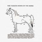 10083.Decor Poster.Room home wall Interior art design.Chart description of horse