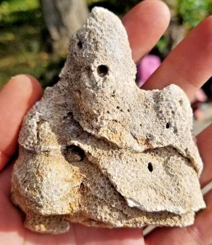 POLISHED AGATIZED CORAL FOSSIL PAIR Chalcedony Mineral Reef Ocean Specimen FL - Picture 6 of 7