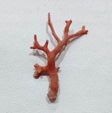 Pietra preziosa grezza corallo rosso mediterraneo 100% corallo marino natural...