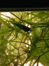 blue dream shrimp 10+2