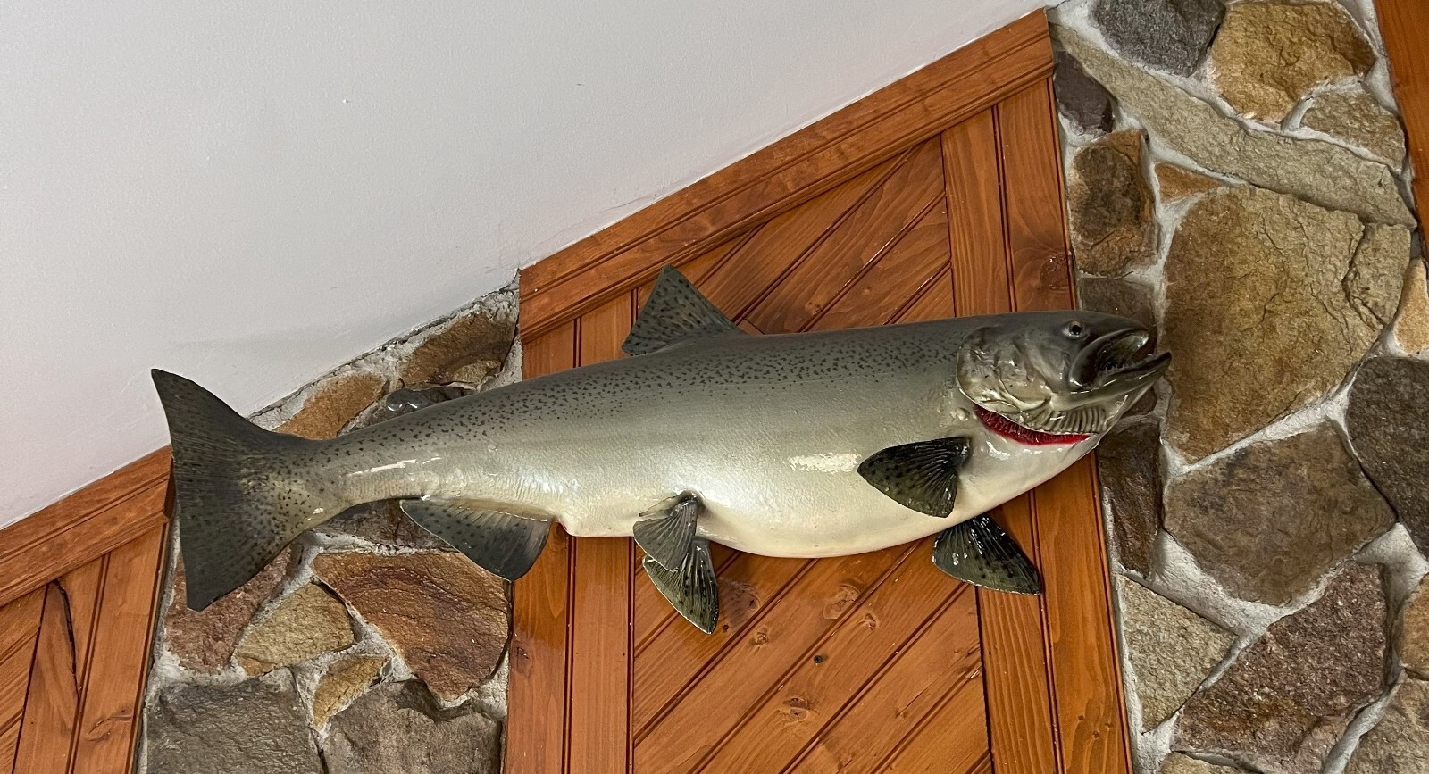 Large Chinook King Salmon Taxidermy Fish Wall Mount 34+" for Cabin or
