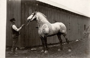 Percheron | eBay