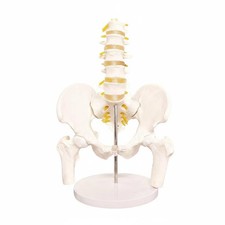 Spine Pelvis Model Long-Lasting Female Pelvis Model Color Coded for Classroom