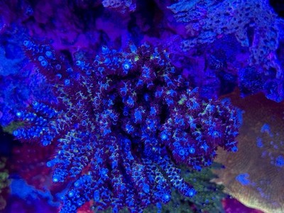RR Lady in Pink - Live Coral Frag SPS/Acropora