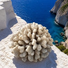 Décor style plage grappe corail océan califleur blanc naturel