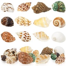 12PCS Hermit Crab Shells Turbo Seashells Medium Large 0.6-2in Natural