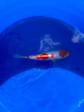 Kohaku 7 inch