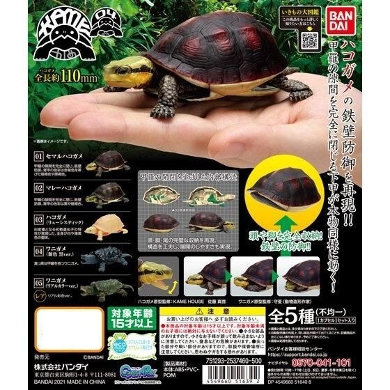 The Diversity of Life on Earth Turtle 04 Figure Set of 5 Bandai