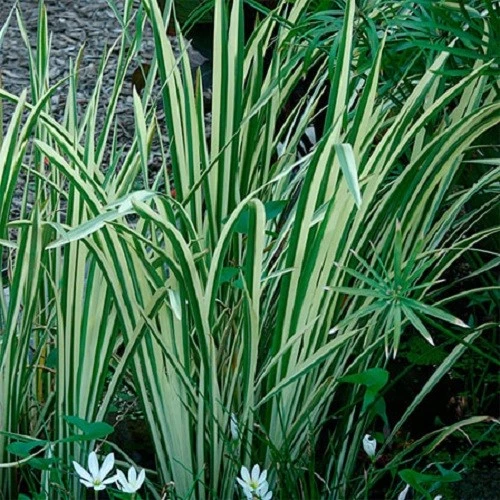 Acore odorant acorus calamus variegatus plante bassin vivace - Photo 1/1