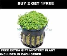 BUY 2 GET 1 FREE Dwarf Baby Tears Pot Hemianthus Callitrichoides Cuba Carpet