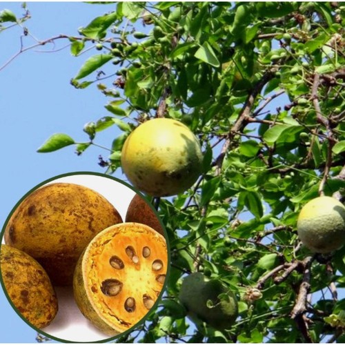 Fruta Bael seca orgánica té natural suplemento de salud hierbas tailandesas 100 g. X 5/Juego - Imagen 7 de 20