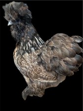 12 Bearded and Crested Silkie  Satin hatching eggs