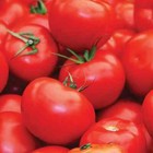 Floradade Tomato Seeds | Heirloom / Non GMO | Free Shipping | Seed Store | 1295