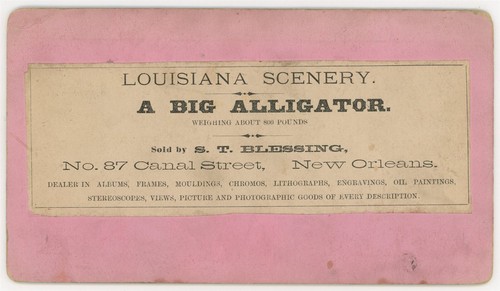 LOUISIANA SV - A Big Alligator - ST Blessing 1880s - Picture 2 of 2