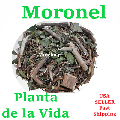 moronel planta