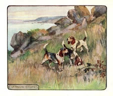 1906 Antique Beagle Print Stokes Beagle Art Illustration 6448k