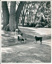 1963 Little Girls Dogs Residents Unleashed Sidewalk 8X10 Historic Vintage Photo