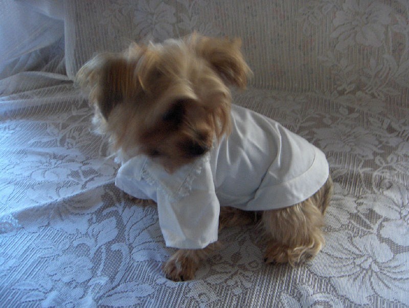 Dog Girl Clothes Lot of 2 Jean Dress + White LacyShirt Choice of 3 Sizes XX XS S eBay