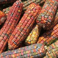 Earth Tones Dent Corn Seeds for Planting - 100 Seeds to Grow