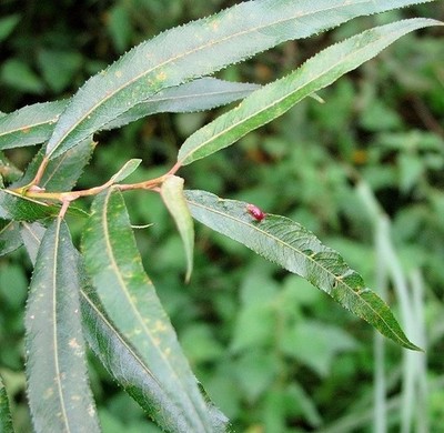 Foto 6x4 Gall auf Weide (Salix alba) Ashby St Mary Die Galle wurde verursacht b c2017